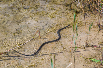 Grass snake floating in the water
