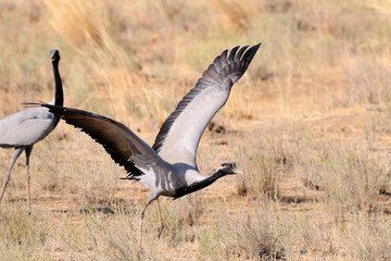 Demoiselle crane take-off