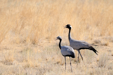 Adult and young Demoiselle cranes in hot steppe