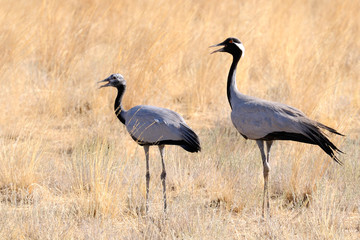 Obraz na płótnie Canvas Adult and young Demoiselle cranes in hot steppe