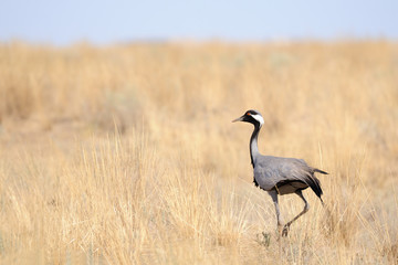 Demoiselle crane in hot steppe