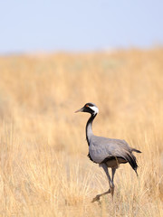 Demoiselle crane in hot steppe