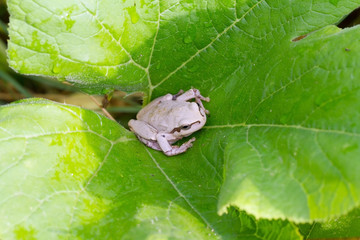 White frog