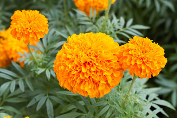 Marigolds (Tagetes erecta, Mexican marigold, Aztec marigold)