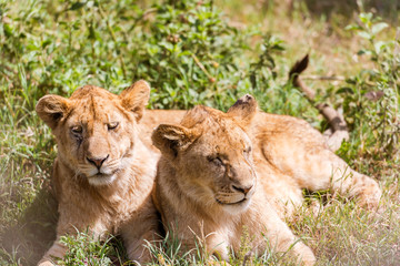 Fototapeta na wymiar Two young Lions in Serengeti