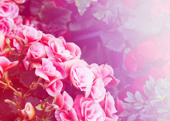 abstract pink flower background. flowers made with color filters