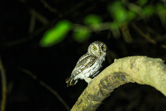 Oriental Scops Owl(Otus sunia)