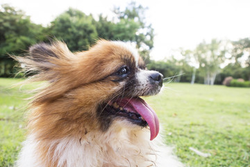 Pomeranian dog