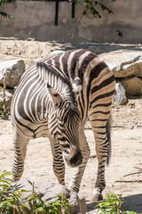 Fototapeta na wymiar one Damara zebra standing in the sun for food 