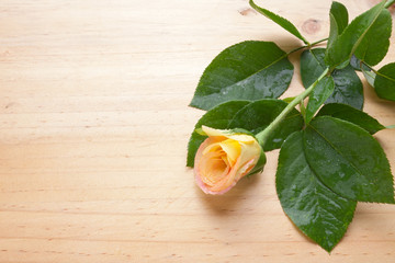 Yellow rose on wood table