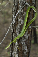 Green snake hanging from branch