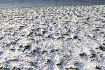 Snowy field.