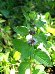 Flower mint in the green grass