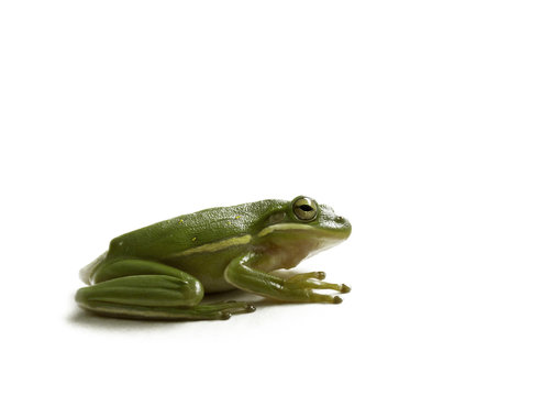 Green tree frog isolated