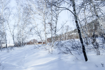 Birch and pine forest