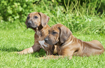 Short haired Rhodesian Ridgeback puppies outdoors