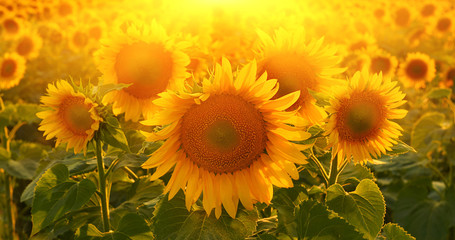 Obraz premium Sunflowers
