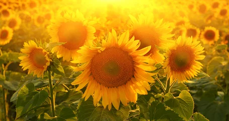 Cercles muraux Tournesol Sunflowers