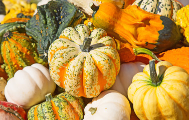 Colorful pumpkins