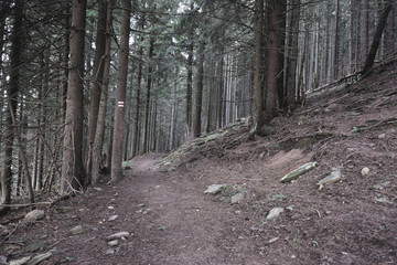 Fototapeta premium Hiking path with labels on trees in the mysterious forest in Carpathians, Ukraine