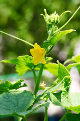 Cucumber flower
