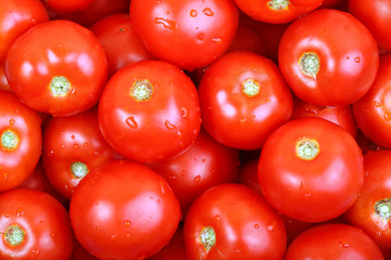 Tomatoes