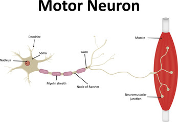 Obraz premium Motor Neurone Labeled