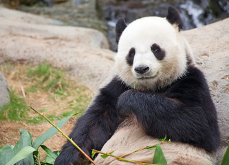 Fototapeta na wymiar Panda bear