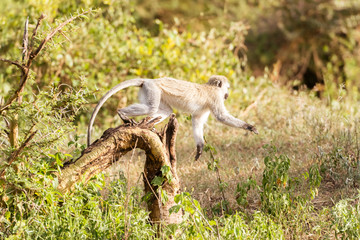 Obraz premium Chlorocebus pygerythrus, vervet monkey in Serengeti National Par