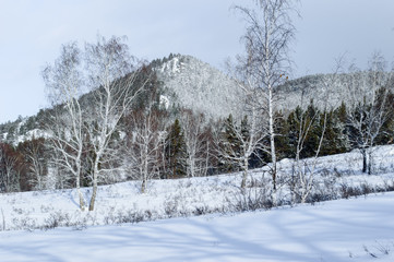 Birch and pine forest