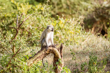 Chlorocebus pygerythrus, vervet monkey in Serengeti National Par