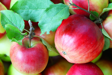 Apples