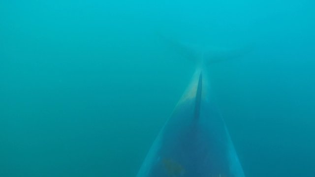 Minke Whale under water in Antarctica