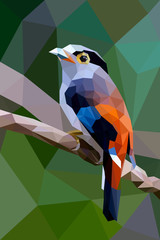 Bird polygon