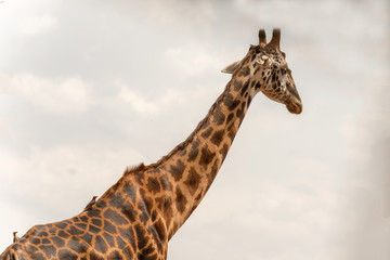 Giraffe in Serengeti