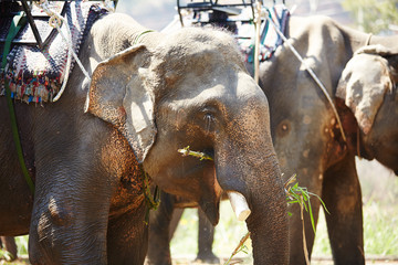 elephants in Vietnam