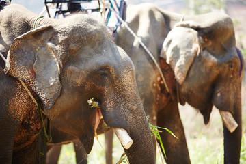 elephants in Vietnam