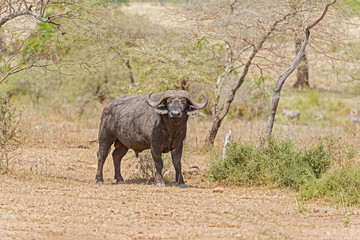 Fototapeta premium African Buffalo in Serengeti