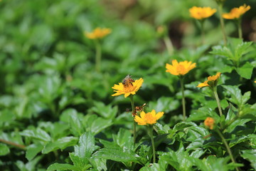 bee on yellow flower