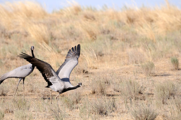 Fototapeta premium Demoiselle crane take-off