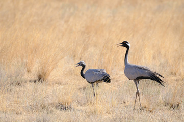 Obraz premium Adult and young Demoiselle cranes in hot steppe