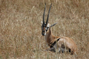 Gazelle dans la savane masai mara