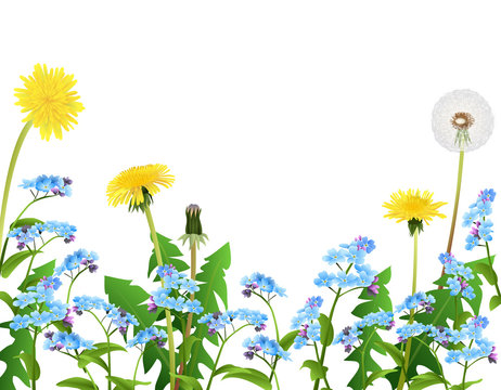 Forget me not and dandelion flowers background