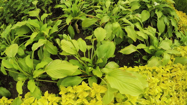 Flower Garden in city park