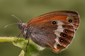 Perlgrasfalter © pixelleo