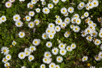 daisies in a meadow in Spain