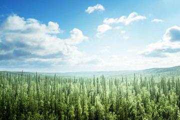 fir tree forest in sunny day