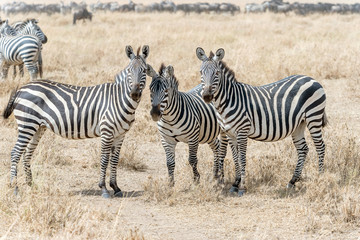 Obraz na płótnie Canvas Zebras in Serengeti National Park