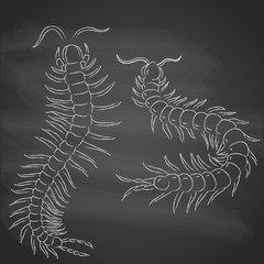hand-drawn centipede cartoon, insect icon. vector