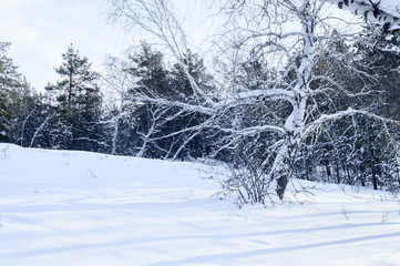 Fototapeta premium Birch and pine forest